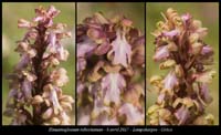 Himantoglossum-robertianum